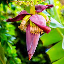 Banana Flower