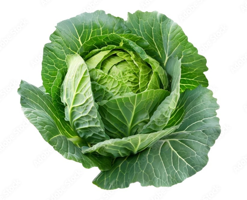 Cabbage
