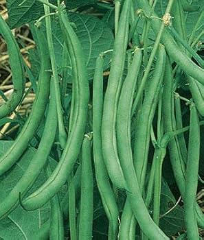 French Beans