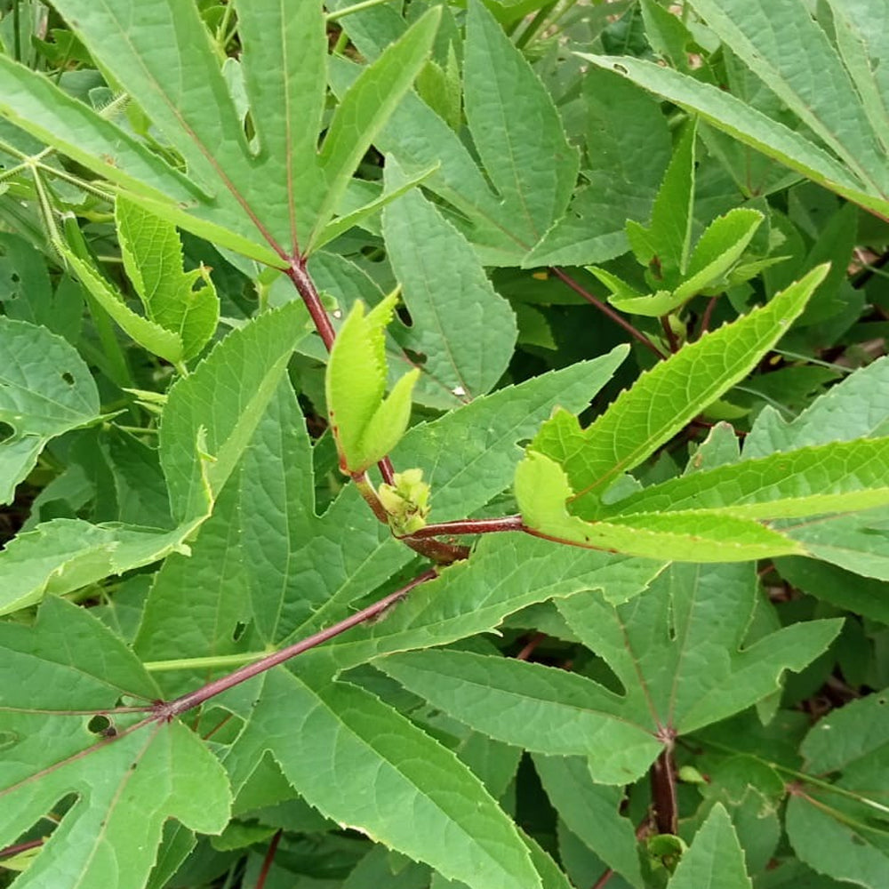 Gongura