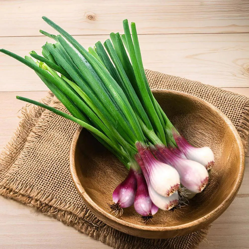 Spring Onion