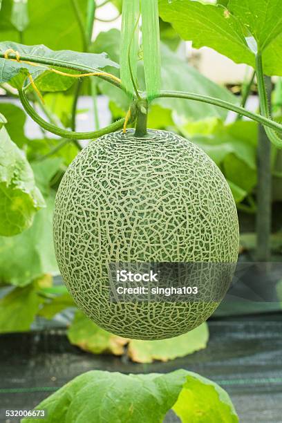 Muskmelon