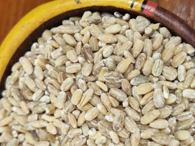 Barley