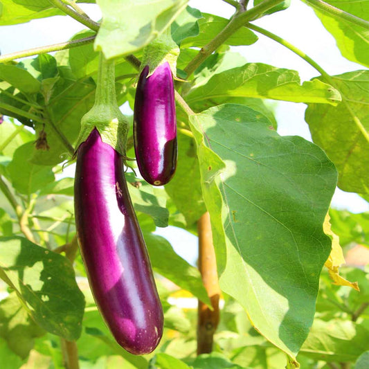 Brinjal Long(purple)