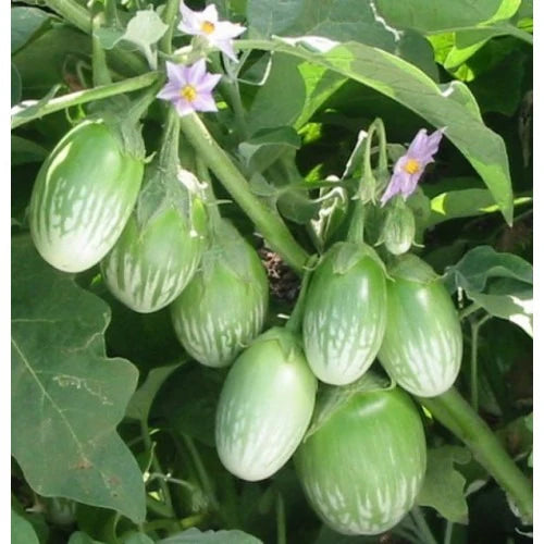 Brinjal Round(green)
