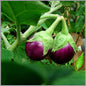 Brinjal Round(purple)