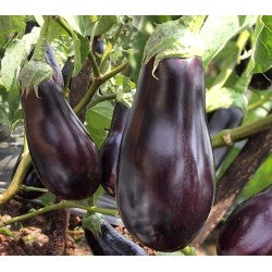 Brinjal(baingan)