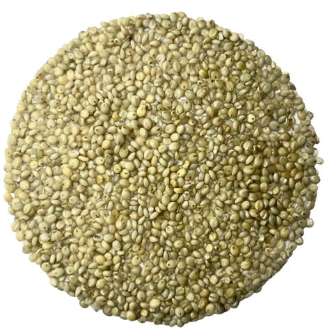 Browntop Millet