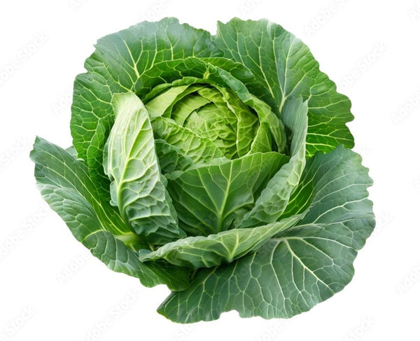 Cabbage