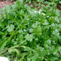 Coriander