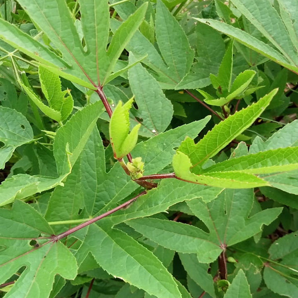 Gongura