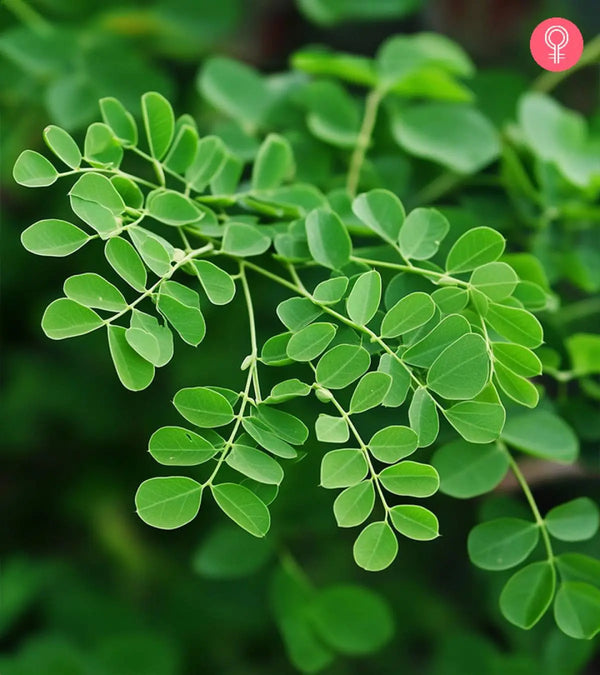 Moringa