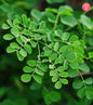 Moringa