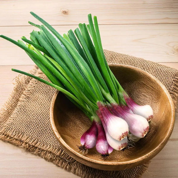 Spring Onion