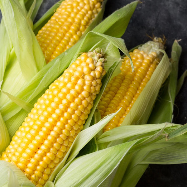 Sweet Corn