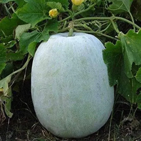 White Pumpkin