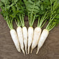 White Radish