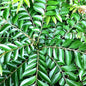Curry Leaves