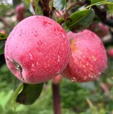 Royal Delicious Apple