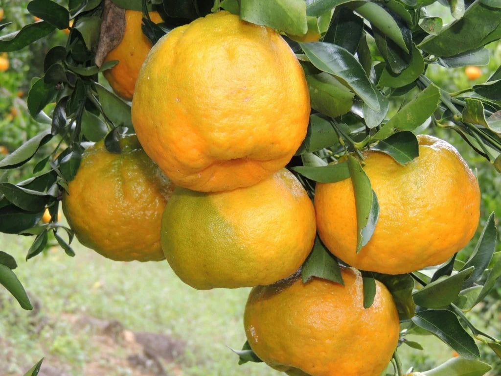 Nagpur Orange